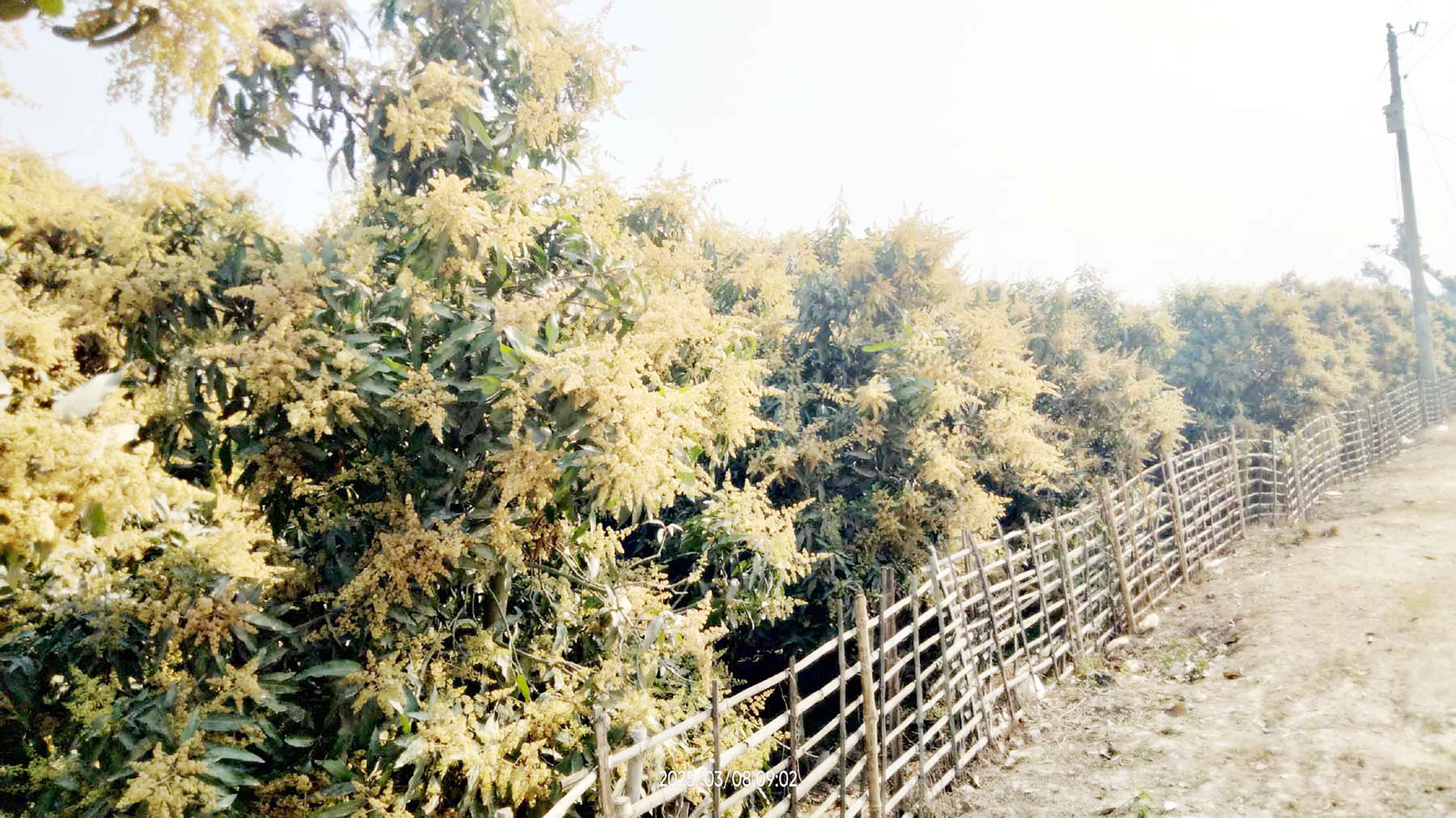 পোরশায় মুকুলে-মুকুলে ছেয়ে গেছে আমগাছ