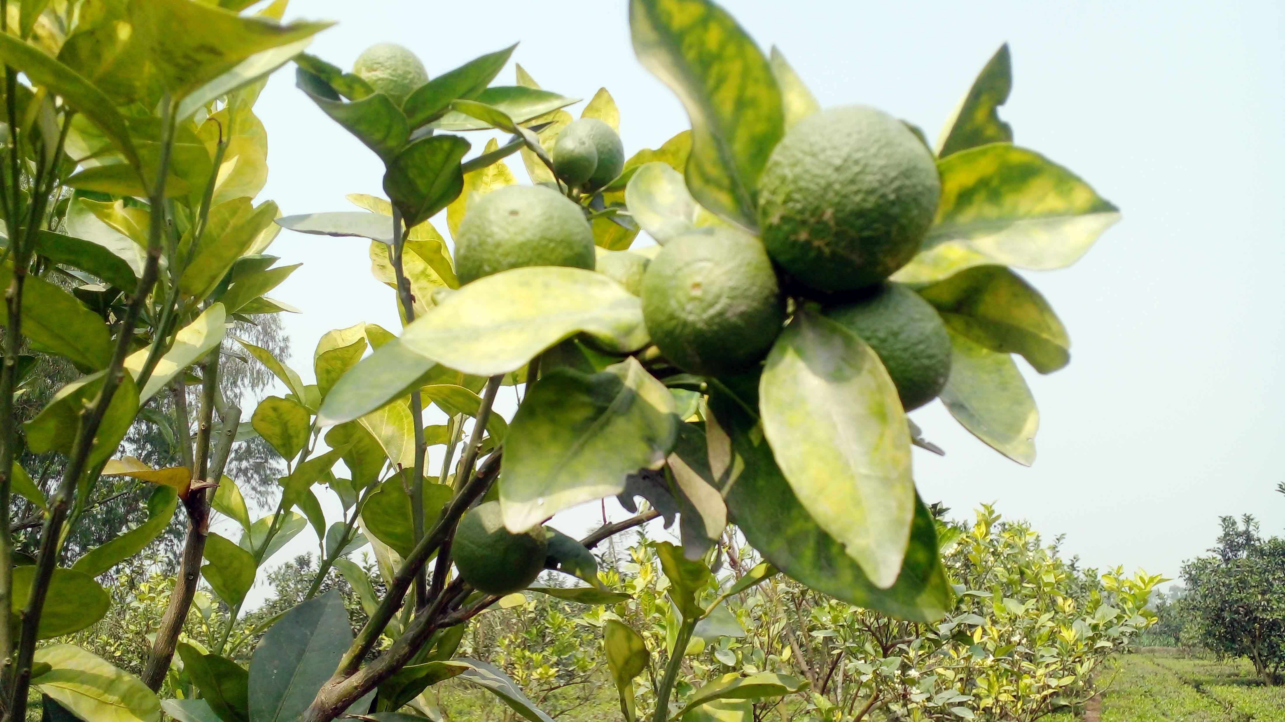 তেঁতুলিয়ায় একই বাগানে হচ্ছে চা ও মাল্টা!