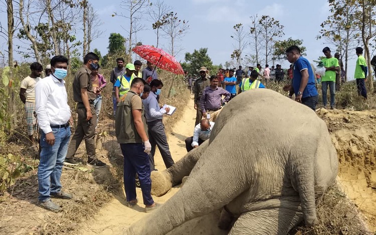 হাতিকে গুলি করে হত্যার সত্যতা মিলেছে ময়নাতদন্তে
