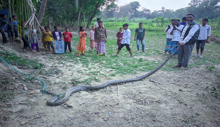 মিরসরাইয়ে উদ্ধার হওয়া অজগর বনে অবমুক্ত