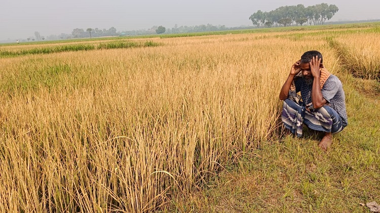 পোরশায় ৮০বিঘা জমির বোরো ধান নষ্ট করেছে দুর্বৃত্তরা