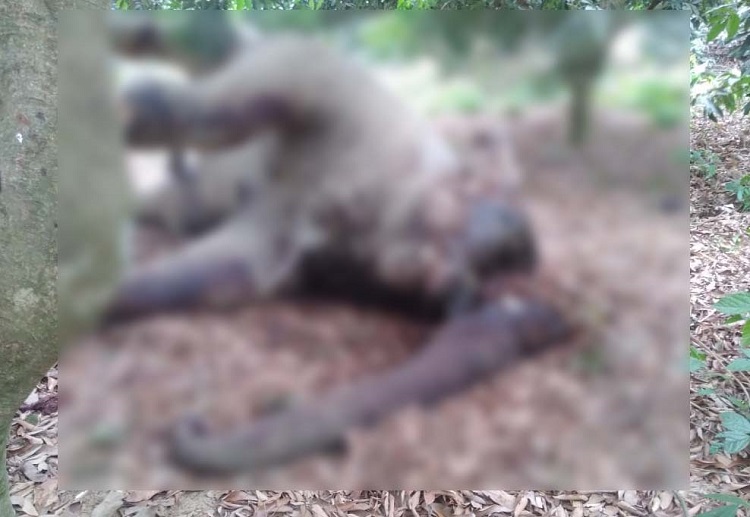 হাতি হত্যা করে মূল্যবান দাঁত ও পা নিয়ে গেল দস্যুরা