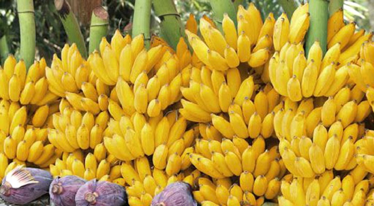যে ৫টি কারণে প্রতিদিন ১টি কলা খাবেন  লাইফস্টাইল ডেস্ক    