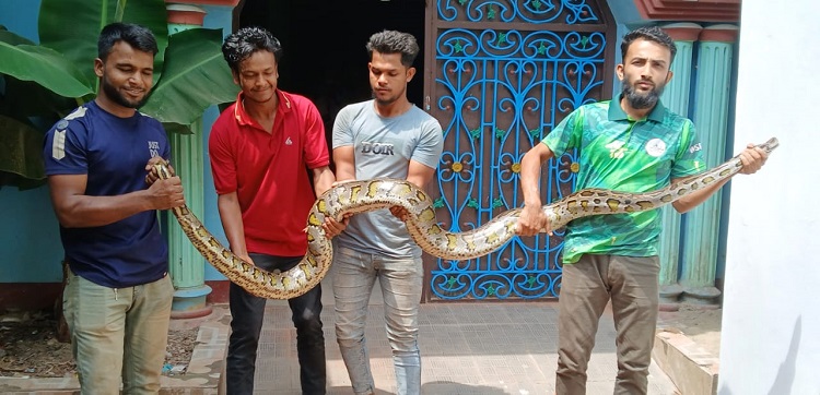 বোয়ালখালীতে লোকালয়ে অজগর