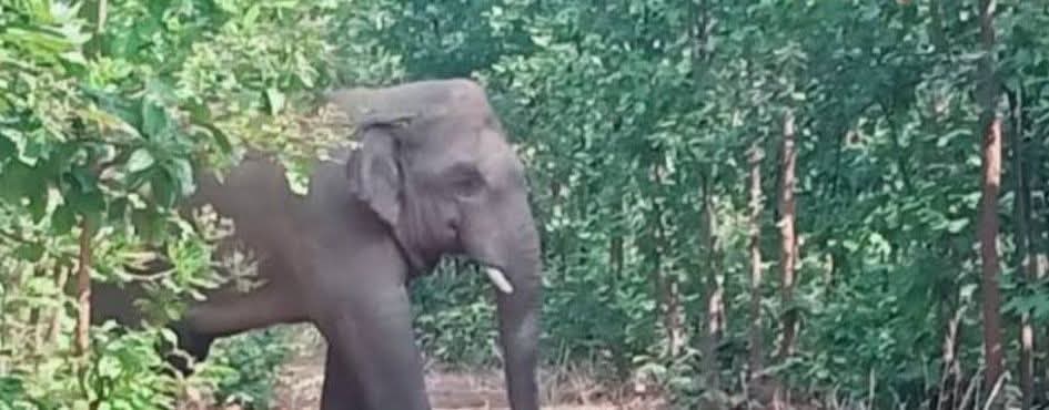 চকরিয়ায় বন্যহাতির আক্রমণে নারী শ্রমিকের মৃত্যু