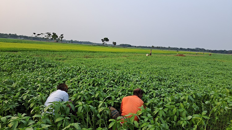 সালথায় সাড়ে ১২ হাজার হেক্টর জমিতে সোনালী আঁশের চাষ