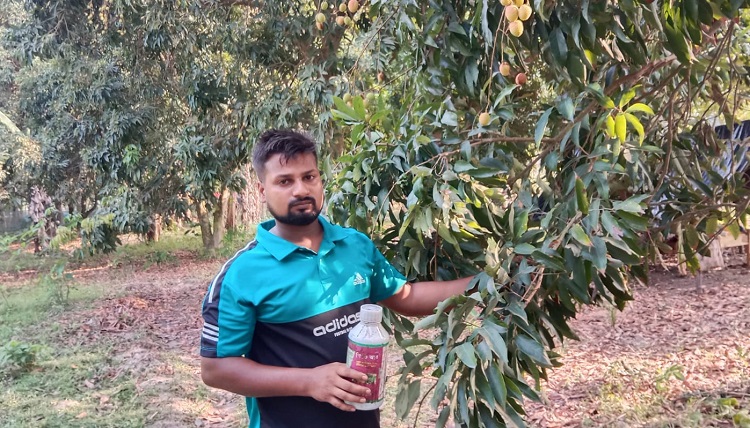 চৌগাছায় পিজিআর স্প্রে করে লিচুতে ছত্রাক, ক্ষতিপূরণ দাবি