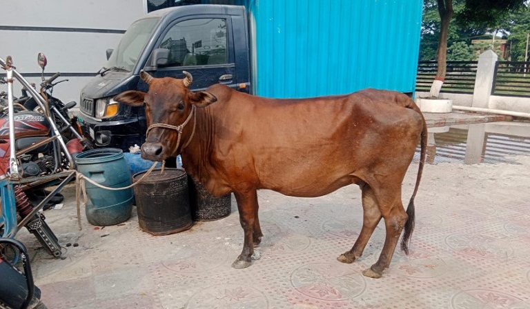 আড়াইহাজারে চোরাই গরু উদ্ধার 