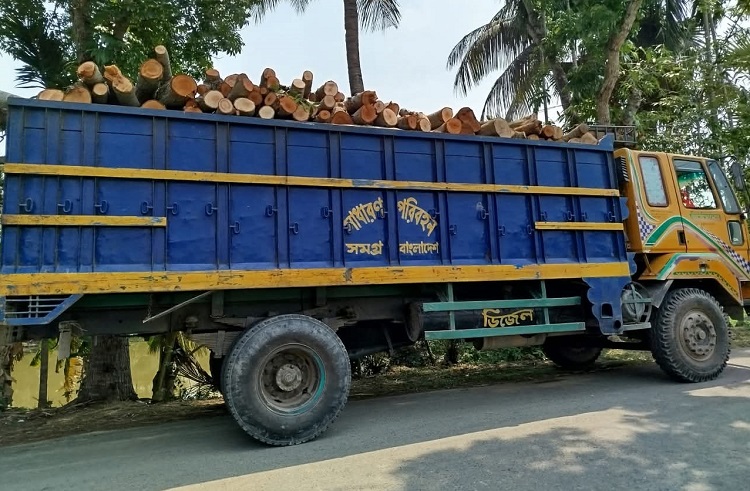 নড়াইলে সরকারি গাছ কাটায় ইউপি চেয়ারম্যানসহ ১৩ জনের নামে মামলা