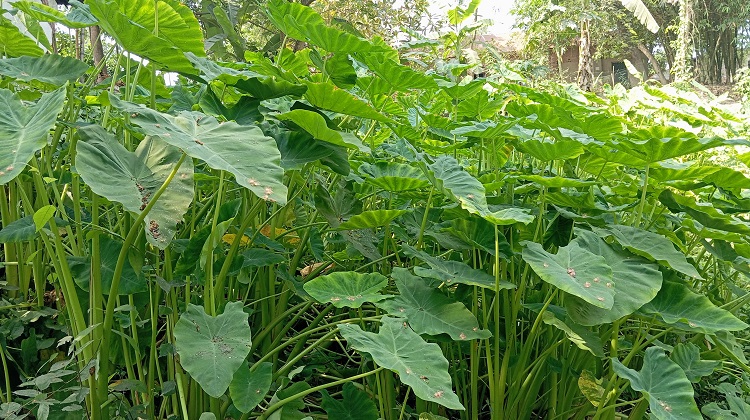জলজ উদ্ভিদ কচু পাতা এখন ভিটামিন সমৃদ্ধ সবজি