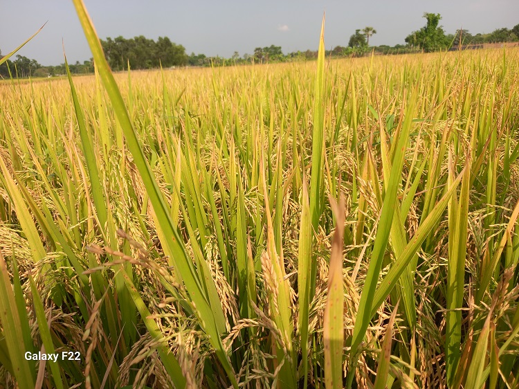 বদলগাছীতে বোরো ধানের বাম্পার ফলনে কৃষকের মুখে হাসি