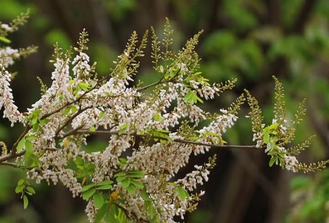 পাহাড়ে দোলছে ‘কালো পঙ্গপাল’