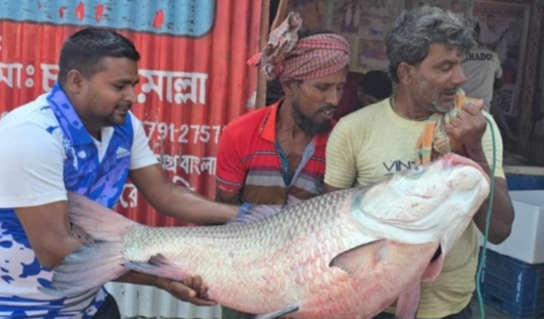 পদ্মার এক কাতলের দাম ৫০ হাজার টাকা
