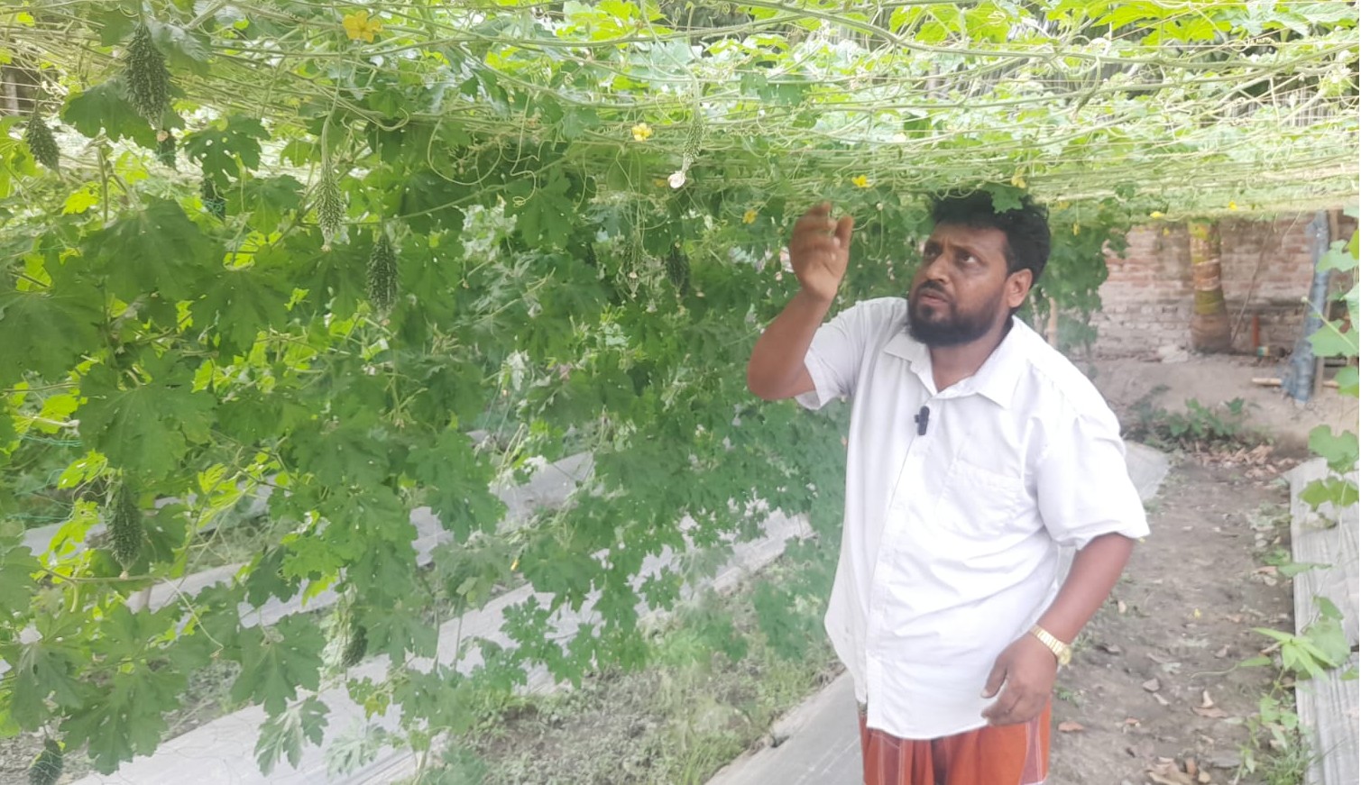 এমদাদুল হক মানিক একজন সফল কৃষক