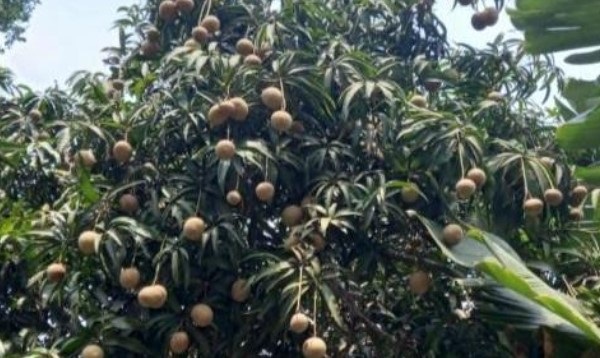 পাইকগাছায় লতা আমের খোসার রং বাদামি সফেদার মতন, দুশ্চিন্তায় চাষীরা 