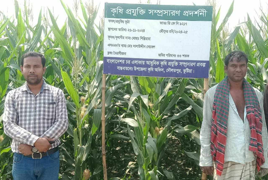 দৌলতপুরে ভুট্টা আবাদে লাভের মুখ দেখছে কৃষক   