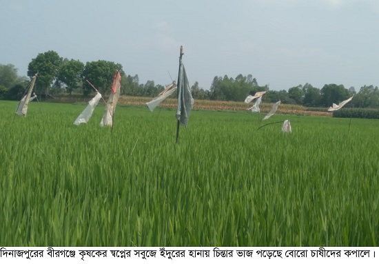 ইঁদুরের উৎপাতে দুশ্চিন্তায় বোরো চাষি