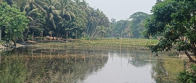 রায়পুরে ডাকাতিয়া নদীতে বাঁধ দিয়ে প্রভাবশালীদের মাছ চাষ