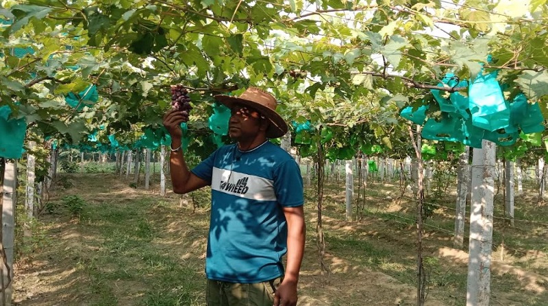 চৌগাছায় লাল আঙ্গুর চাষে রঙিন স্বপ্ন বুনছেন এপিল  
