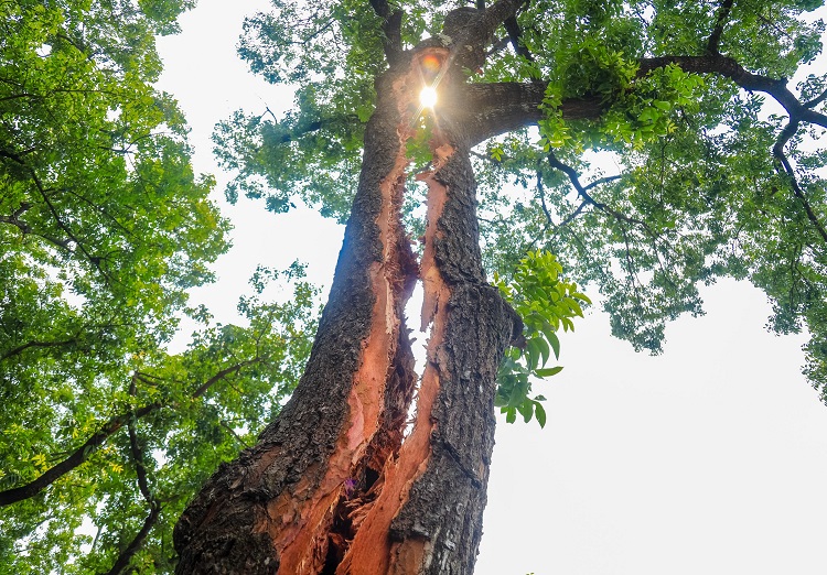 বজ্রপাতে দ্বিখন্ডিত  হলো মেহগনি গাছ