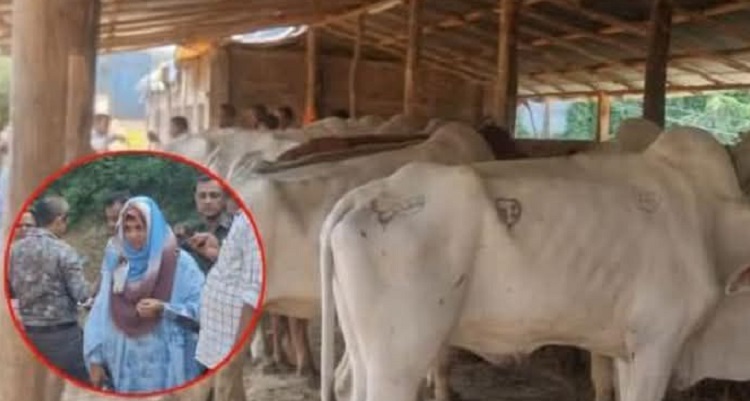 ঈদগাঁওয়ে প্রশাসনের অভিযানে ১৫৫ বার্মিজ গরু মহিষ জব্দ