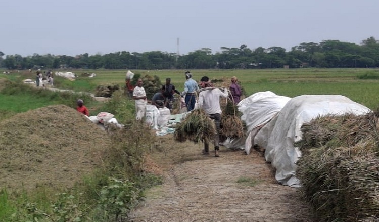 জগন্নাথপুরে বোরো ধান কাটা শেষ