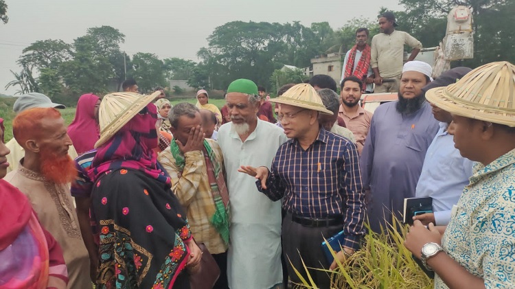 কালীগঞ্জে কম্বাইন হারভেস্টারে সমলয়ের বোরো ধান কর্তন উৎসব