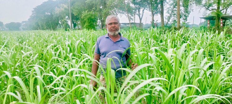 দামুড়হুদায়  গেন্ডারী আখ চাষে স্বাবলম্বীর চাষীরা