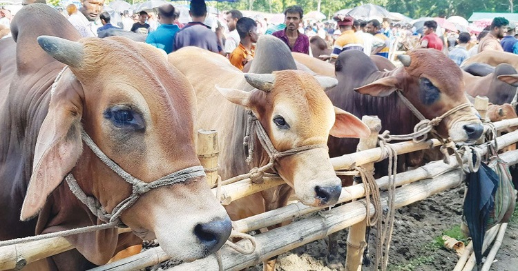 ঈদে কোরবানির পশু বিক্রিতে প্রস্তুত ব্রাহ্মণপাড়ার খামারীরা