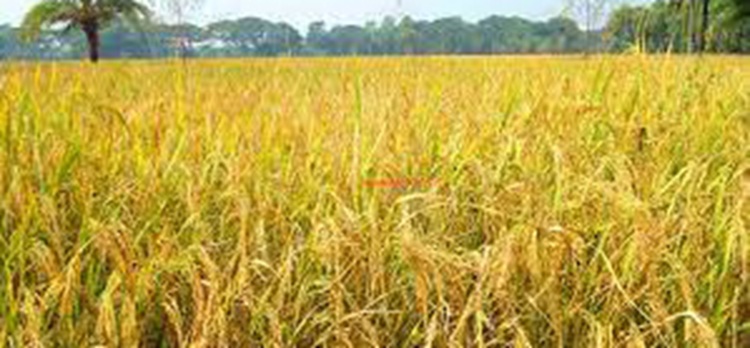 শেরপুরে বোরো ফসলের বাম্পার ফলনের সম্ভাবনা