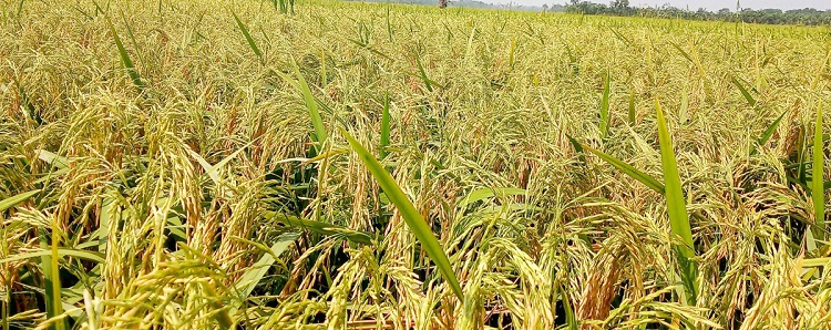 ঝিনাইগাতীতে বোরো ধানের বাম্পার ফলনের আশায় কৃষকরা