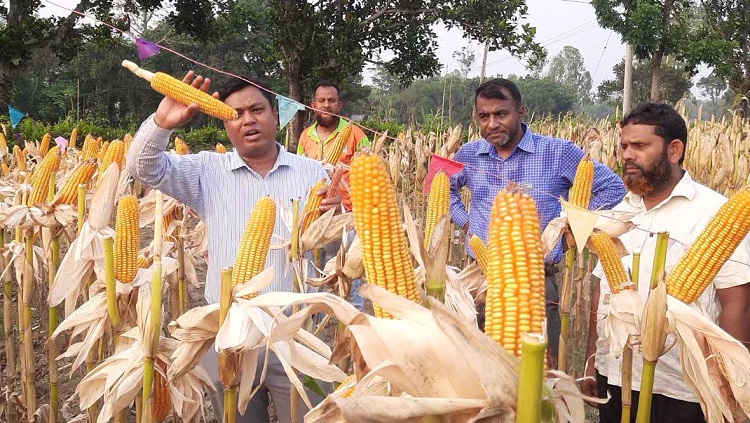 কৃষকদের নিয়ে মেগা মাঠ দিবস পালিত