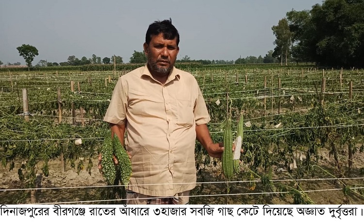 বীরগঞ্জে রাতের আঁধারে ৩ হাজার সবজি গাছ কেটে দিয়েছে দুর্বৃত্তরা