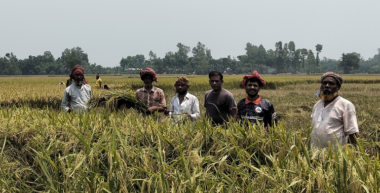 মাঠের ধান কেটে দিলেন কৃষক দলের নেতাকর্মীরা