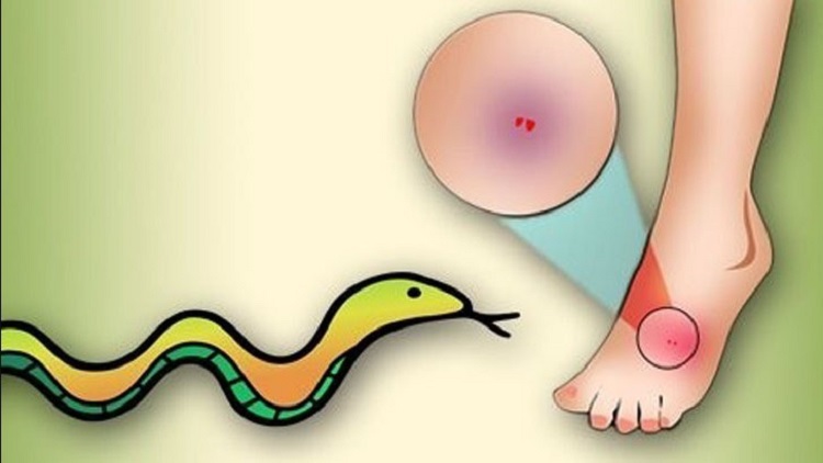 সখীপুরে সাপের কামড়ে বৃদ্ধার মৃত্যু