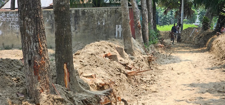 ব্রাহ্মণপাড়ায় সরকারি রাস্তা থেকে গাছ কেটে নেওয়ার অভিযোগ