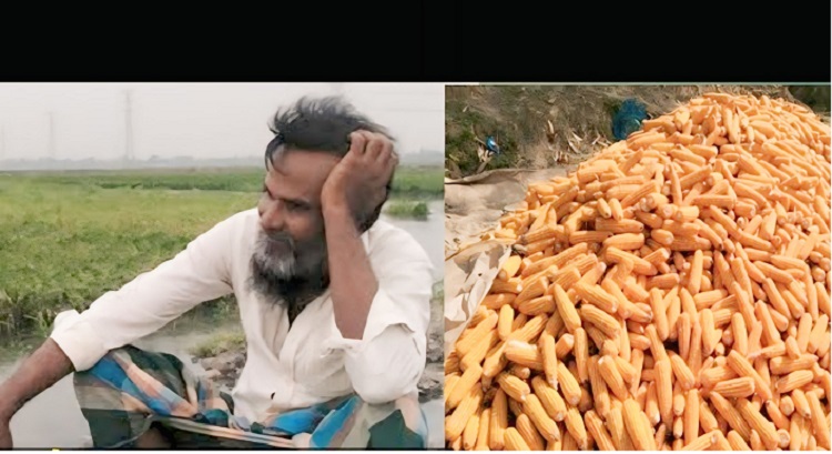 শ্রমিক মজুরি দ্বিগুনে কৃষকের মাথায় হাত