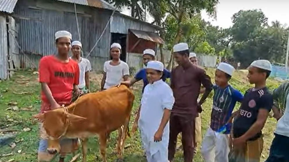আ.লীগ নিষিদ্ধ, খুশিতে গরু জবাই করে খাওয়ালেন মাদানী