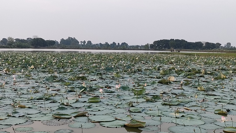 দামুড়হুদার কয়ার বিলে সৌন্দর্য ছড়াচ্ছে পদ্মফুল