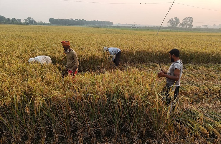 ঈশ্বরদীতে দ্বিগুন মজুরীতেও মিলছেনা শ্রমিক