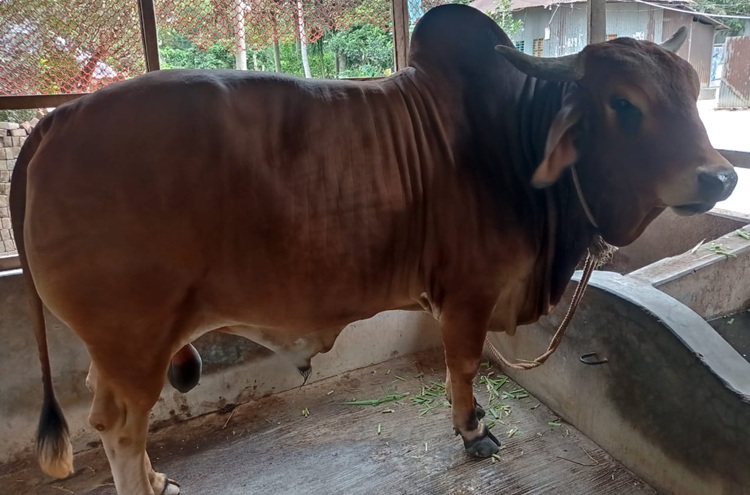 প্রস্তুত রাখা হয়েছে প্রায় ৭ হাজার কোরবানির পশু