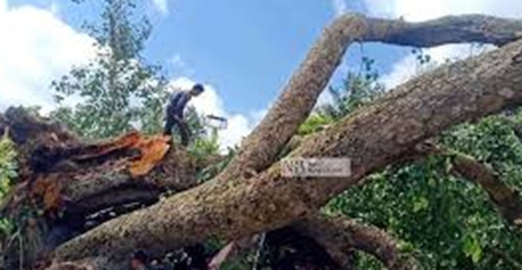 গাইবান্ধায় ঝড়ে র‍্যাব সদস্যের মৃত্যু