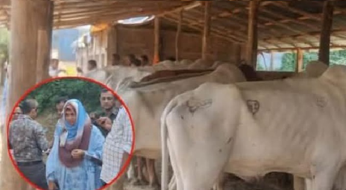 ঈদগাঁওয়ে জব্দকৃত ১৫৫ গরু মহিষ ছাড়  
