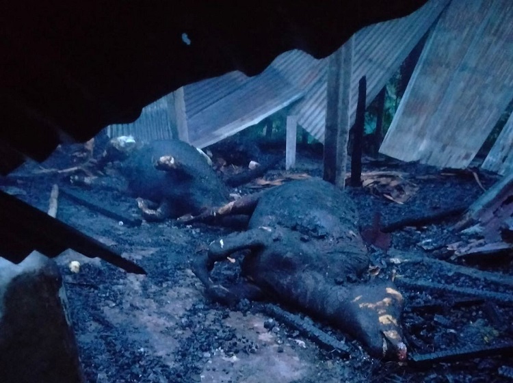 সিংগাইরে আগুনে পুড়লো দুই গরু