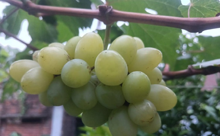 বিদেশী আঙুর চাষ করে মিন্টুর বাজিমাত    