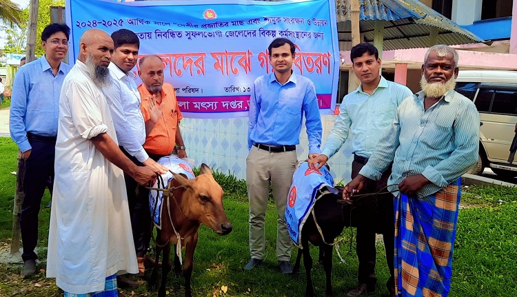 ডামুড্যায় নিবন্ধিত জেলেদের মাঝে গরু বিতরণ