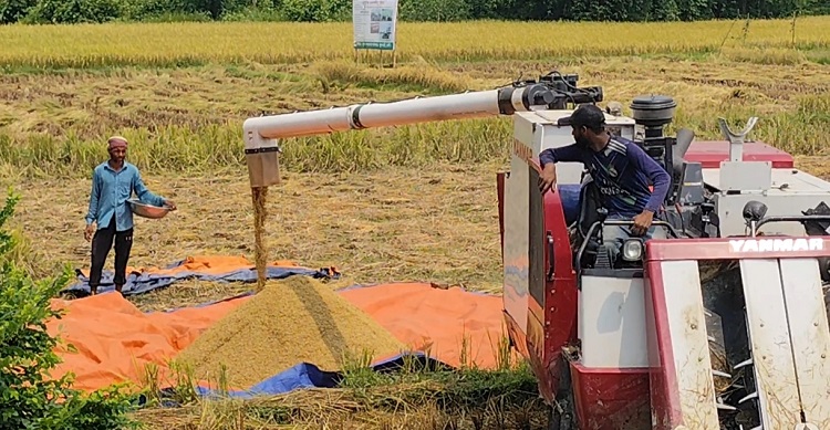 ফুলগাজীতে যন্ত্রের সাহায্যে চলছে ধান কাটা