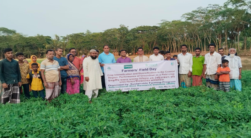 আমতলীতে বাদম চাষীদের  নিয়ে কৃষক মাঠ দিবস 