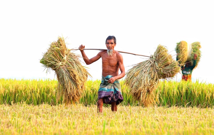 ঘাটাইলে বোরো ধান কাটায় ব্যস্ত কৃষক