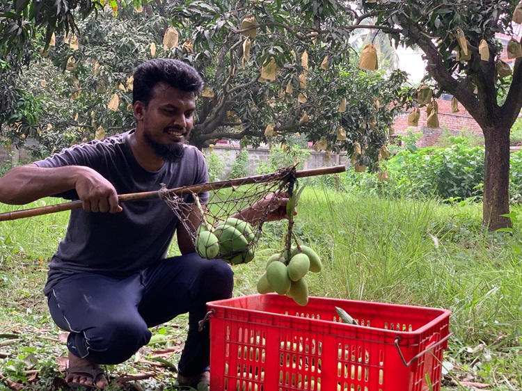 রাজশাহীতে আম কারবার শুরু
